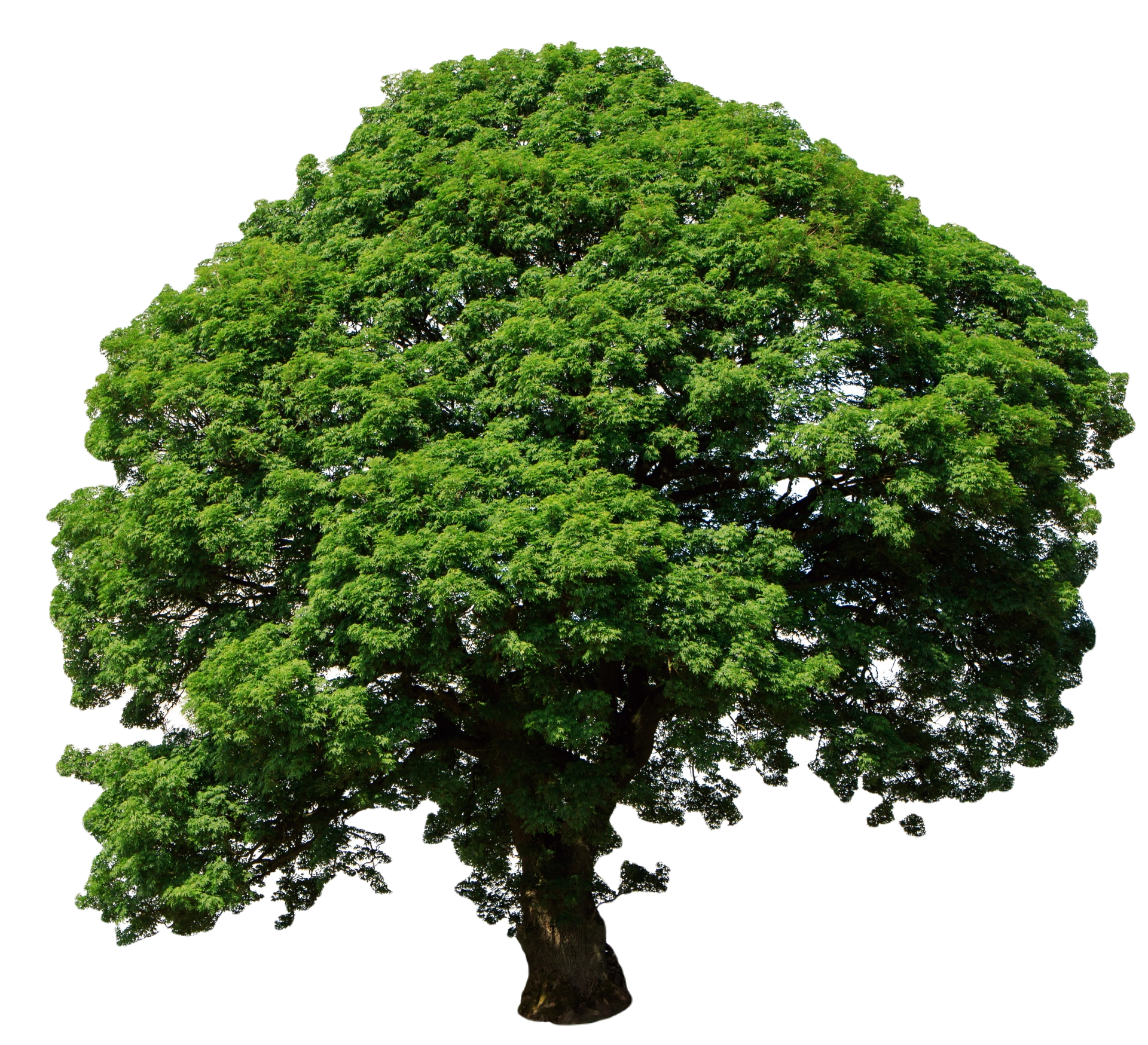 Определить Дерево По Фото Онлайн Бесплатно