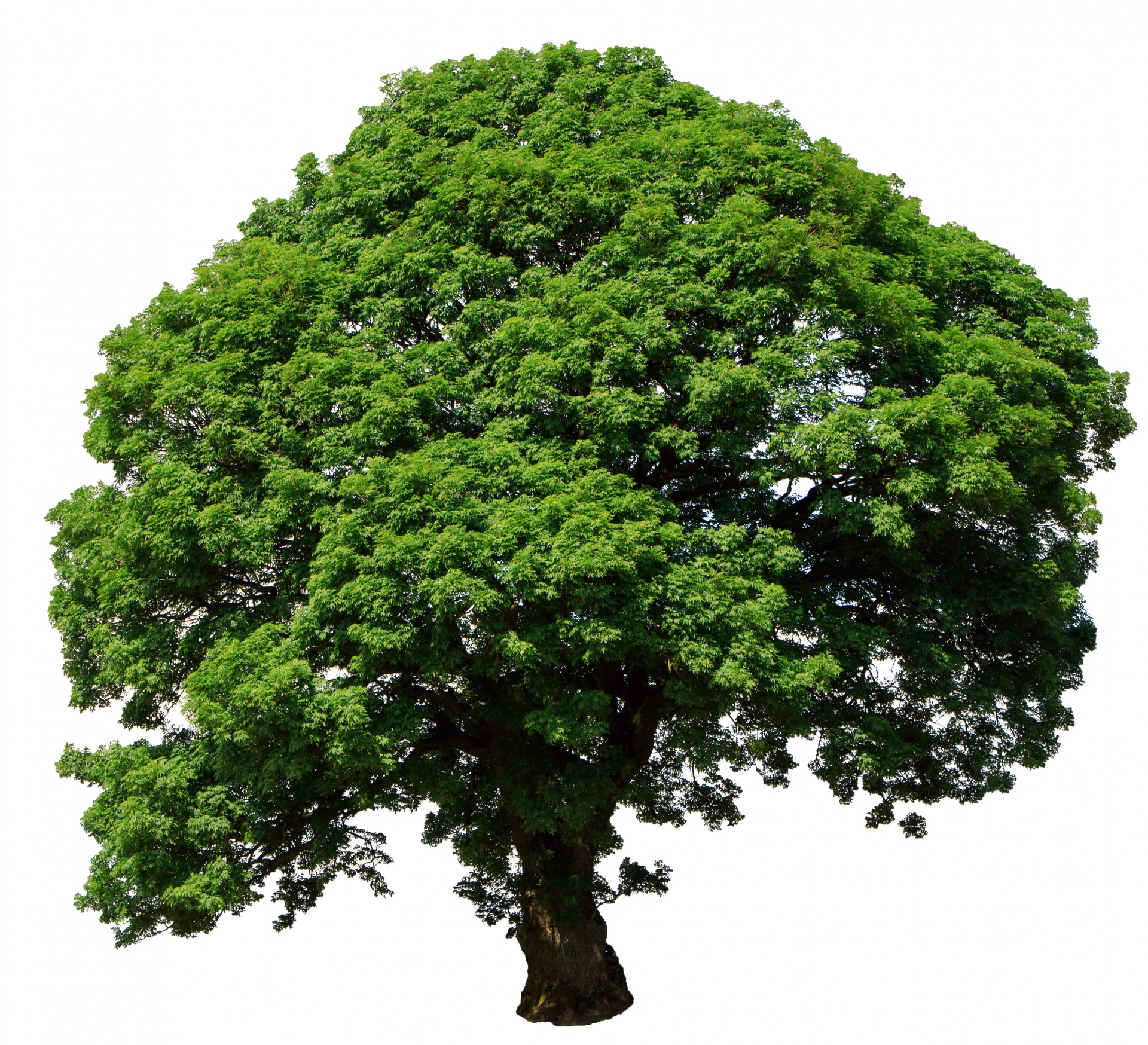 Дерево Онлайн Бесплатно Вставить Фото
